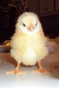 DSC00404 202x300 Pollito amarillo de la factoría Familia Carrero