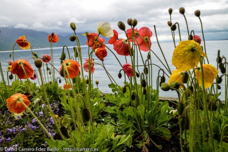 Reunion de amapolas en el lago Leman en Laussane (Suiza)